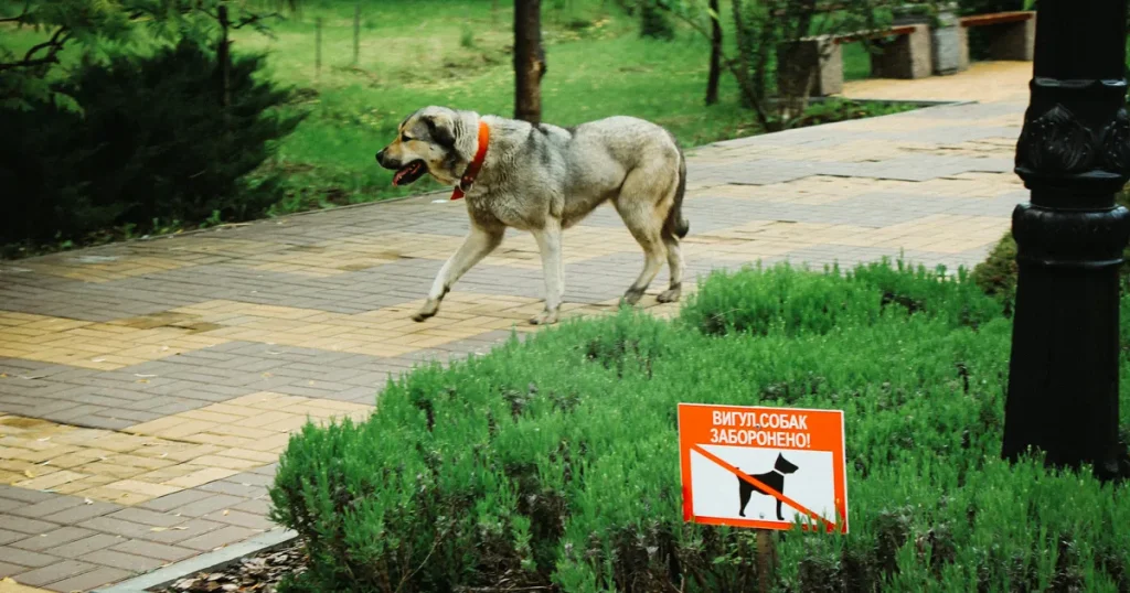 How to Safely Stop Dog Resource Guarding Behavior