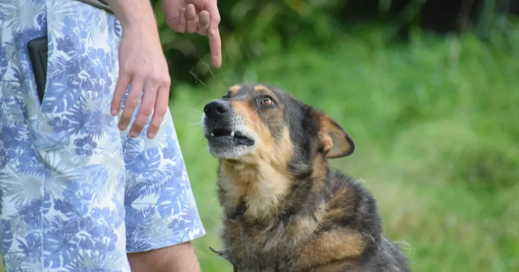 Train Your Dog to Overcome Fear of Strangers: Step-by-Step Guide