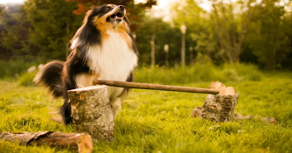 How to Build Dog Confidence: Simple Daily Exercises for a Braver Dog