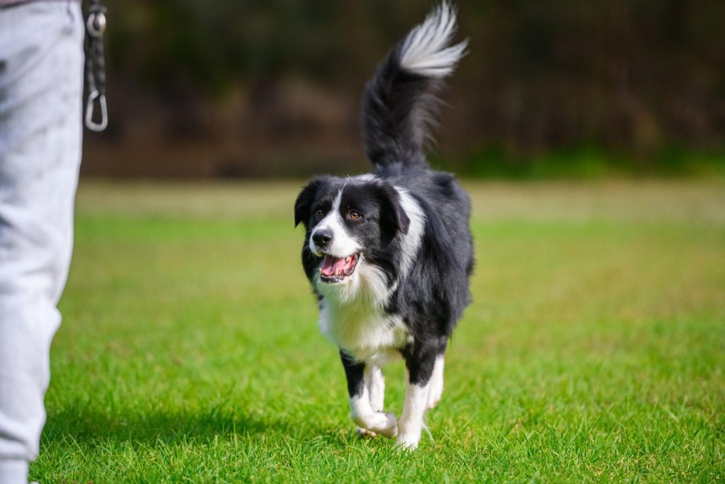 Best High Endurance Dog Breeds for Active Owners Who Love Trail Running