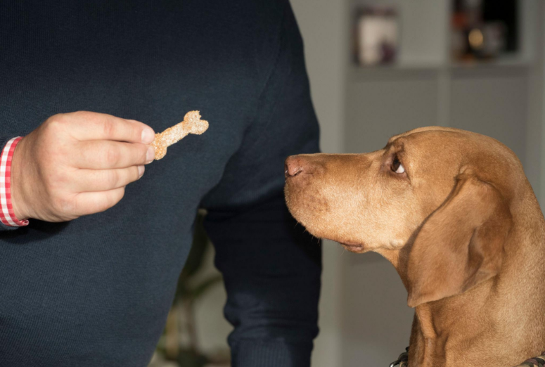 Can Dogs Safely Eat Pumpkin Seeds and How to Prepare Them