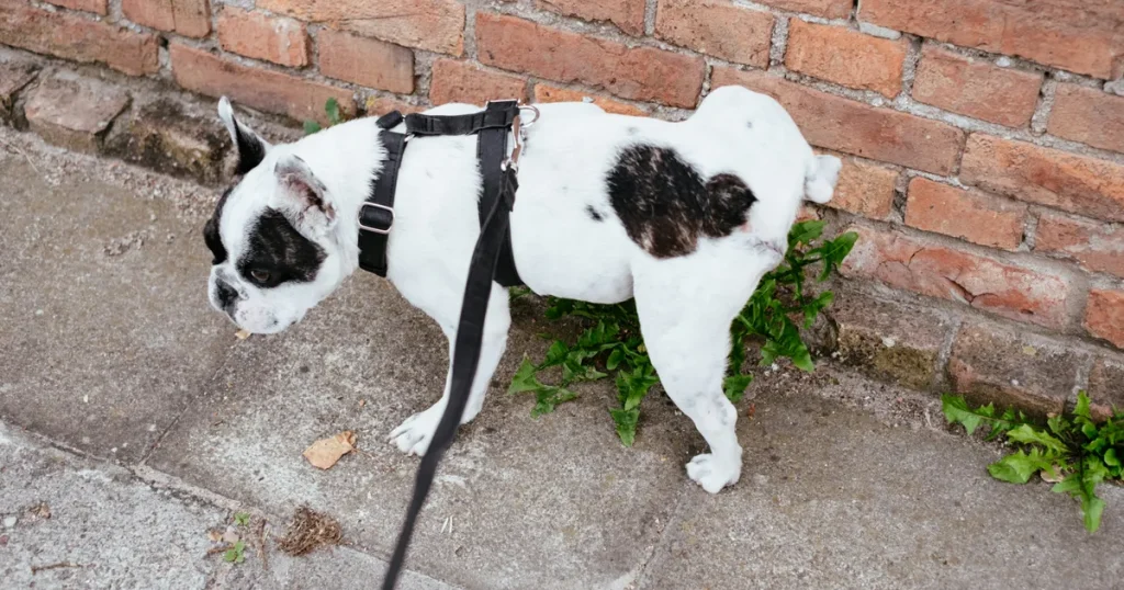 How to Fit a No-Pull Dog Harness for Dynamic Chest Support: A Step-by-Step Guide