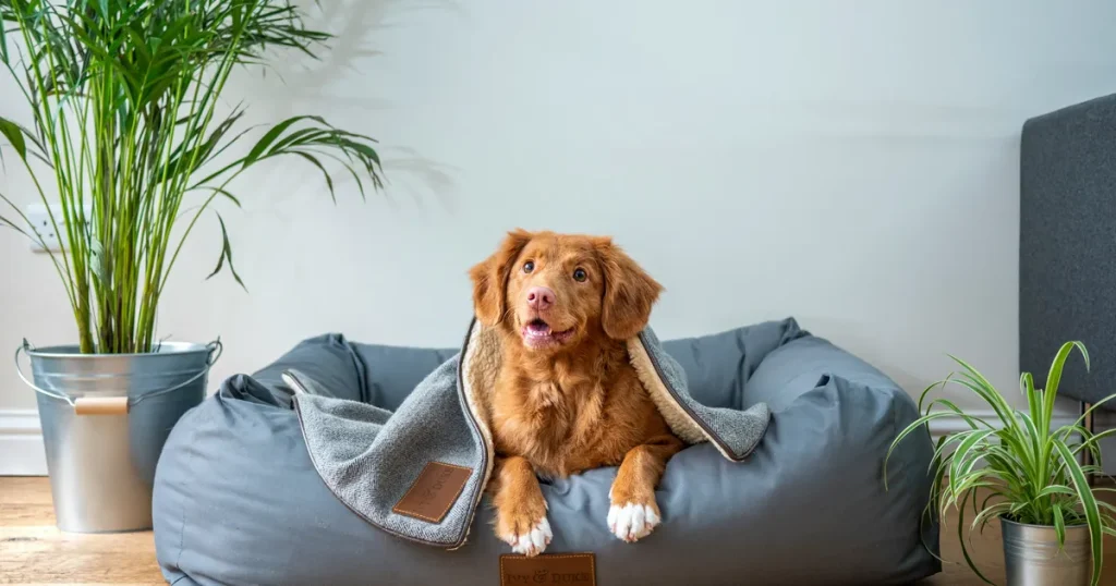 7 Best Orthopedic Cooling Dog Beds for Senior Pets with Hip Dysplasia