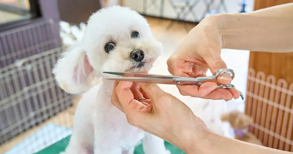 How to Safely Trim Black Dog Nails at Home Without Cutting the Quick