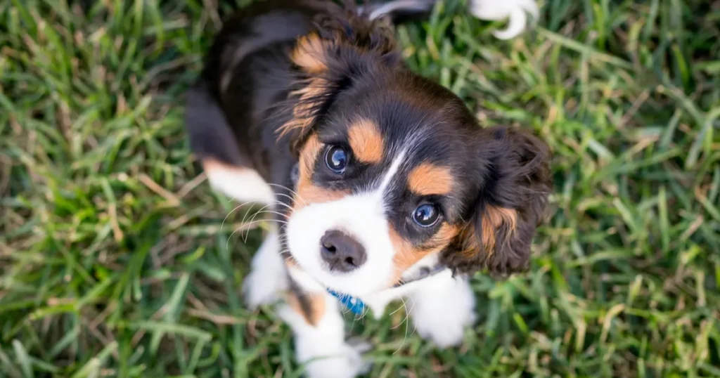 How to Inspect Your Dog for Ticks After a Forest Walk: A Step-by-Step Guide