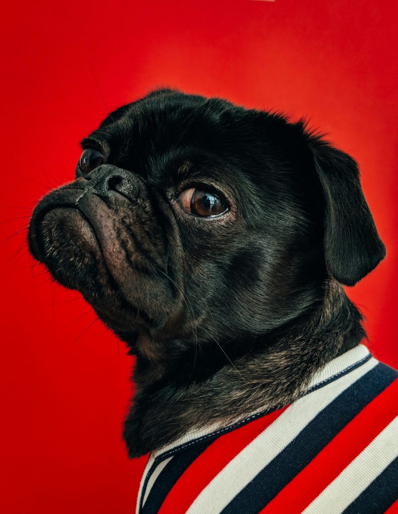 How to Inspect a Dog for Ticks After Outdoor Forest Walks
